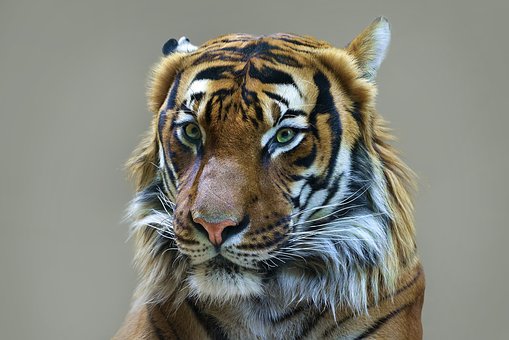 Tiger, Natur, Wilde Katze, Tier