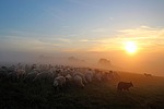flock of sheep, shepherd romance, abendstimmung