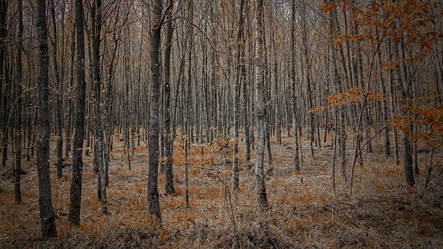 Free Forest Trees photo and picture