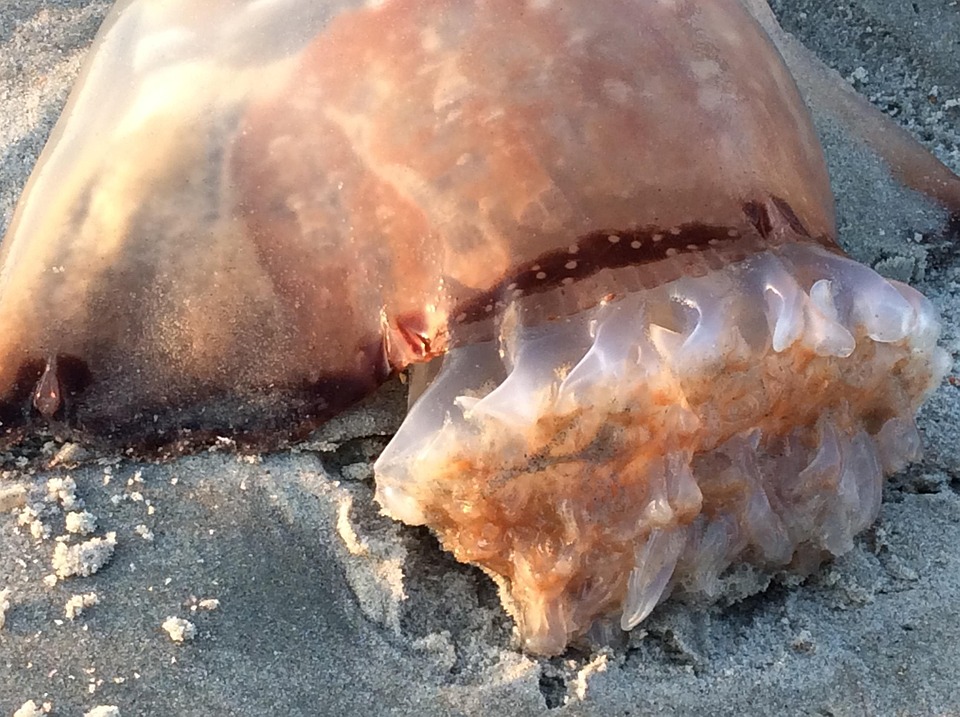 Cannonball Jellyfish Gills Beach Free photo on Pixabay Pixabay