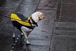 dog, turning, looking