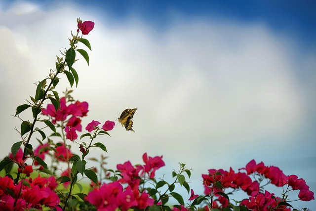 Forår, Sommerfugl, Smukke Blomster