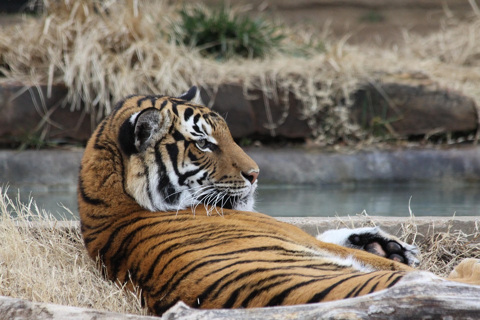 katze wasser