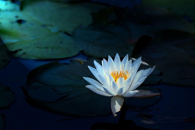 Free Water Lily Flower Background photo and picture