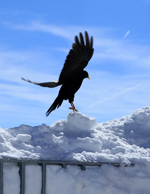 Free Winter Bird photo and picture