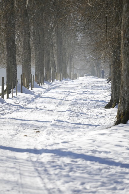 Free Winter Path photo and picture