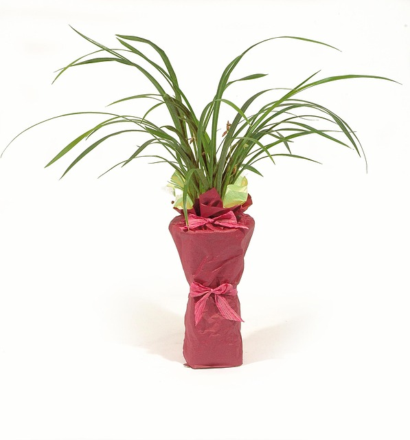 Free Potted Plant Plant photo and picture