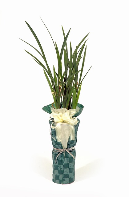 Free Potted Plant Packing photo and picture