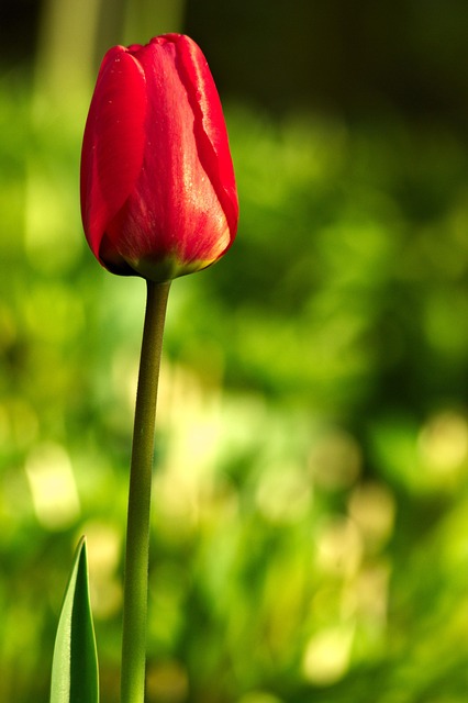 Tulp, Rode Tulp, De Lente, Natuur, Bloem