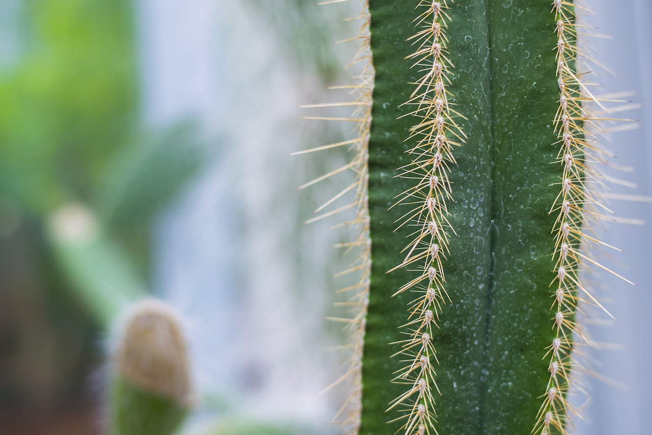Cactus Spikes Closeup Free photo on Pixabay Pixabay