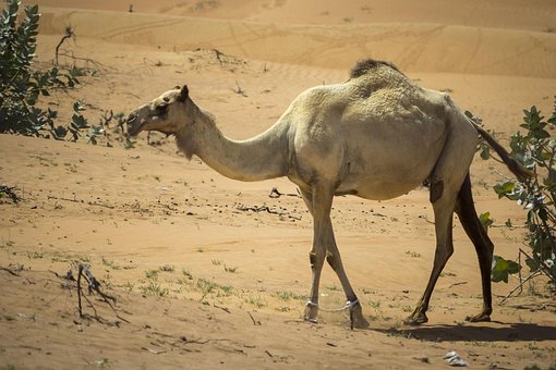 Free Camel Dromedary photo and picture