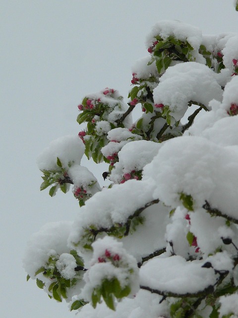 Winter, Feder, Kontrast, Baum, Blumen