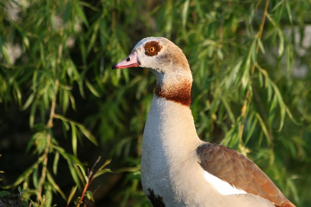 Free Goose Bird photo and picture