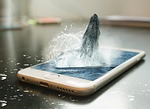 phone, whale, remix