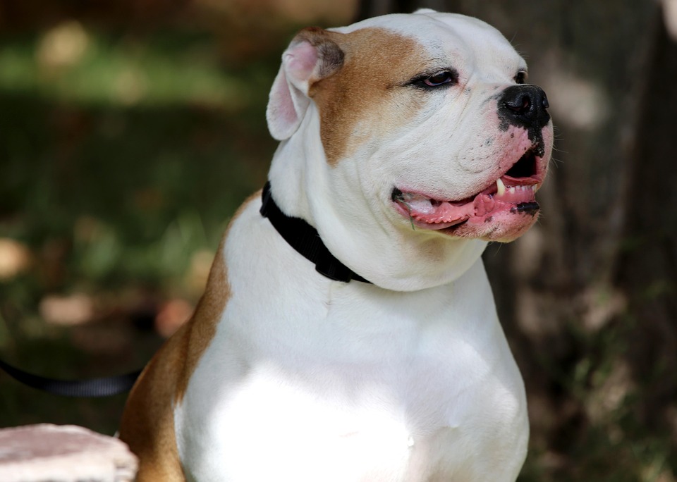 Anjing Lucu Layanan Foto Gratis Di Pixabay