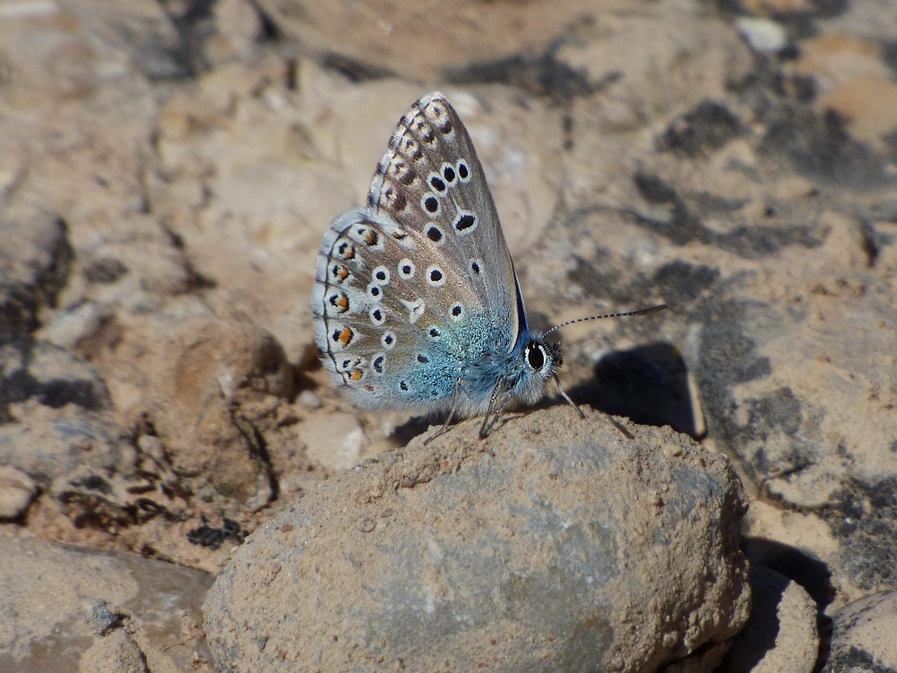 Borboleta Azul Panoptes - Foto gratuita no Pixabay - Pixabay