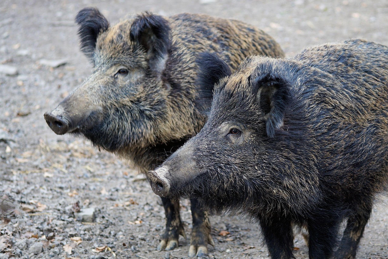 70 000 Free Wild Boar Wild Boar Images Pixabay