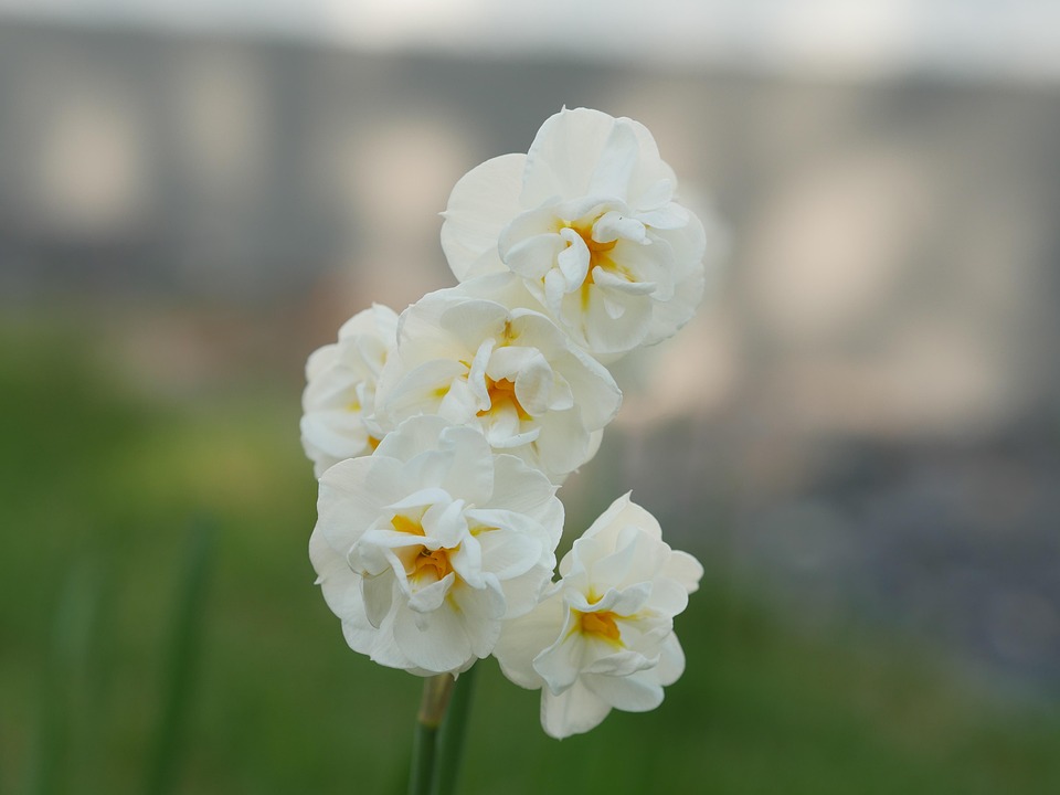 双花 复活节钟声 水仙花 - Pixabay上的免费照片 - Pixabay