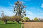 landscape, meadowlands, trees