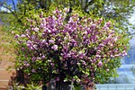 almond, flowers, pink
