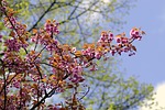 almond, flowers, pink
