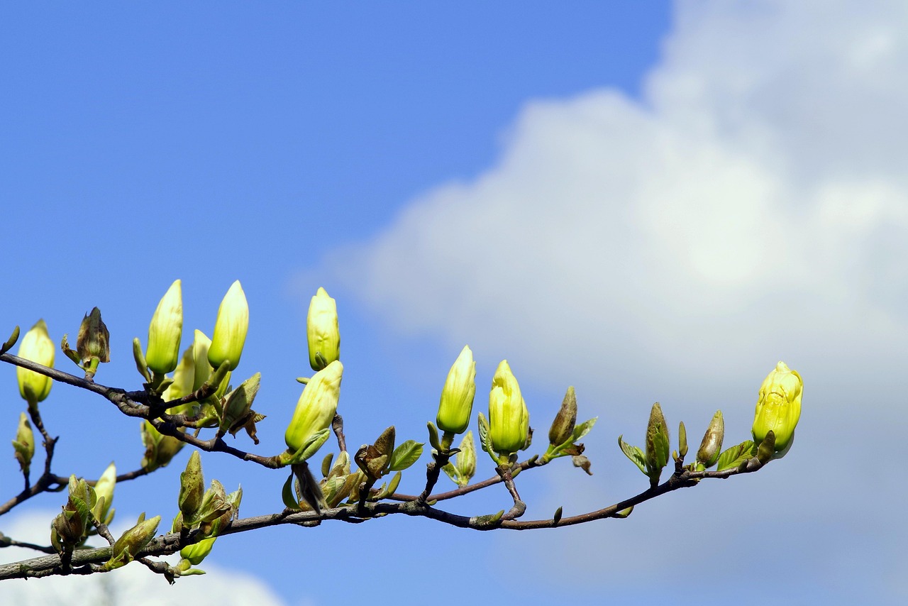 Magnolia The Buds Yellow - Free photo on Pixabay - Pixabay