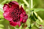 peony, herbaceous peony, bush