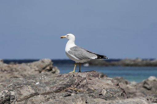 Gaviota, Stintino, Mar, Rocas, Aves