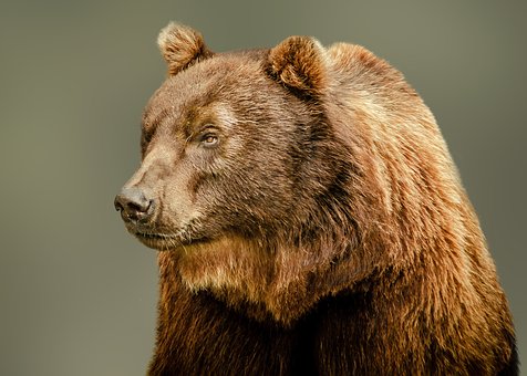 Der Bär, Braunbär, Bärenjunges, Porträt
