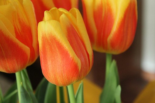 Tulpen, Blumen, Blumentapete