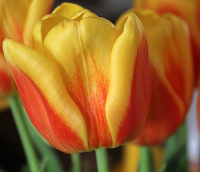 Tulpe, Blume, Feder, Frisch, Natur