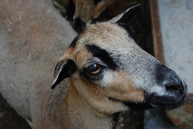 Free Goat Brown photo and picture