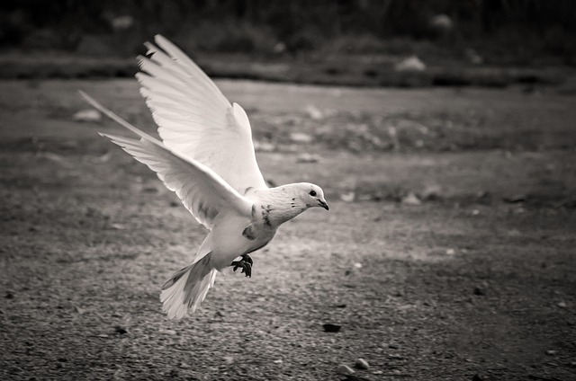 Pájaro, Blanco, Paloma, Pluma, Libertad