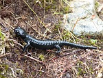 alpine salamander, amphibian, salamander