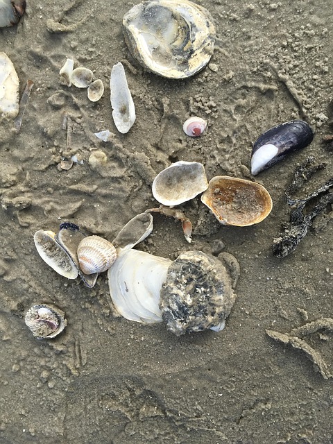Nordsee, Strand, Sand, Muscheln