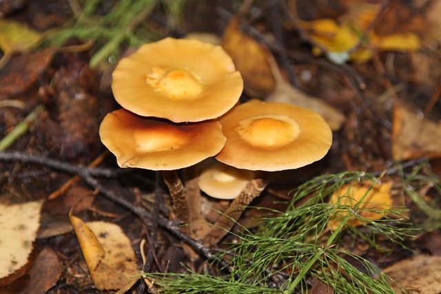 Free Mushroom Nature photo and picture