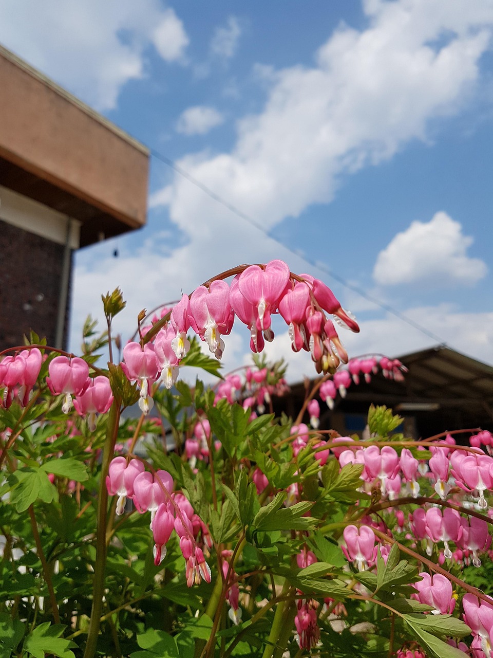 Fleurs De Printemps Ciel Fleur Photo