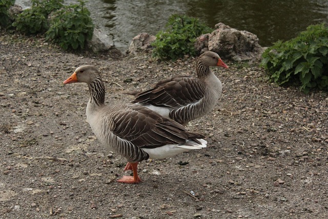 Gans, Park, Vogel, Feder, Gänse