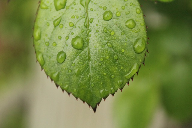 Blatt, Grün, Tropfen, Regen, Pflanze