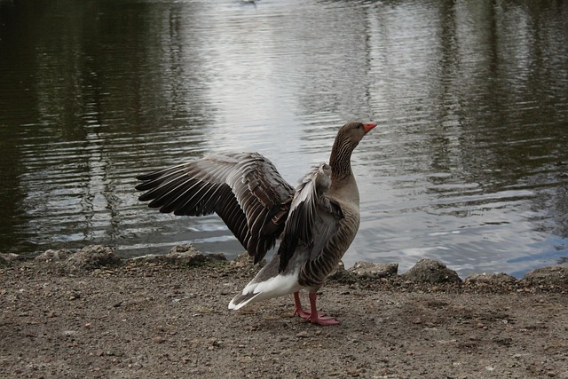 Flügel, Gans, See, Natur, Gänse