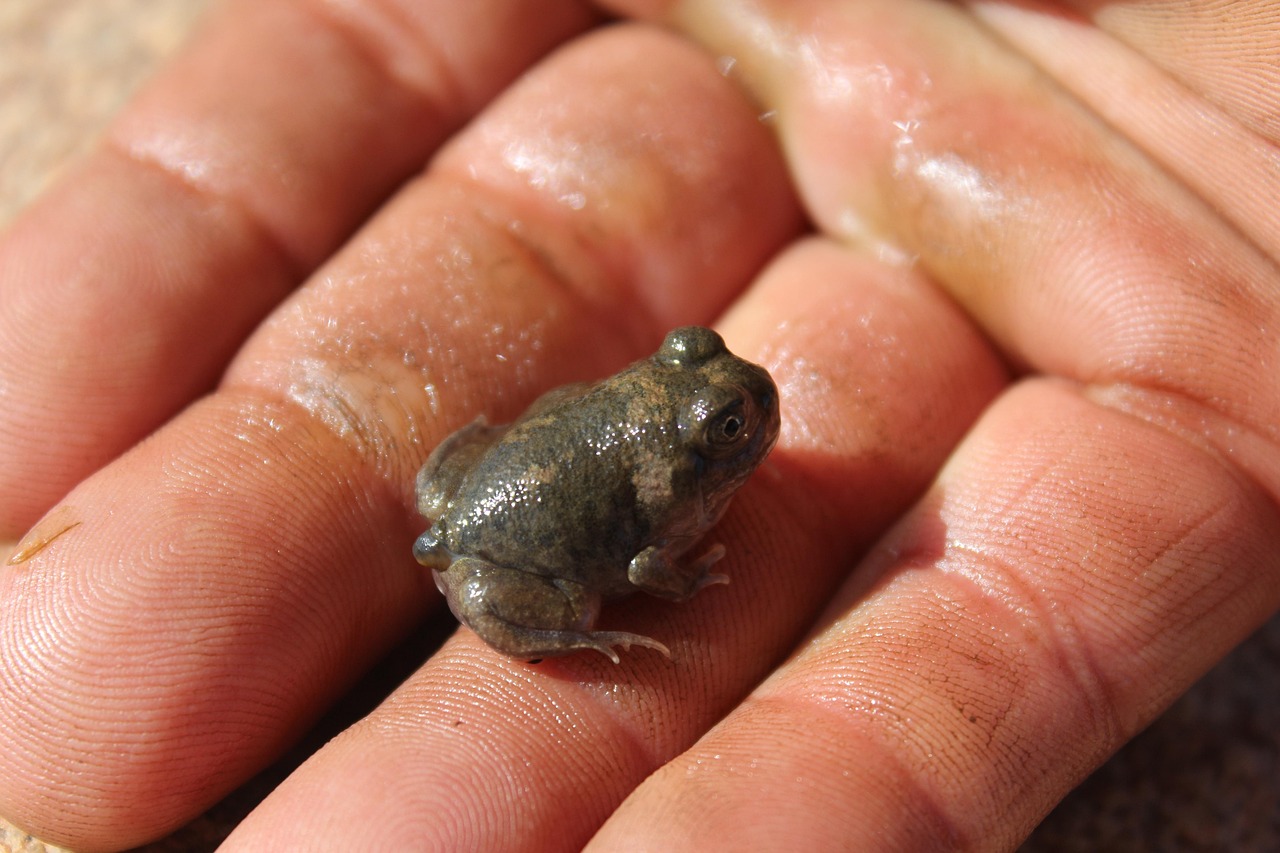 Free Frog Swim photo and picture