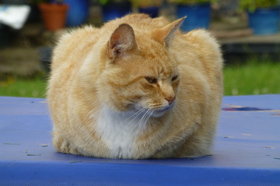 Cat Red Domestic - Free photo on Pixabay - Pixabay