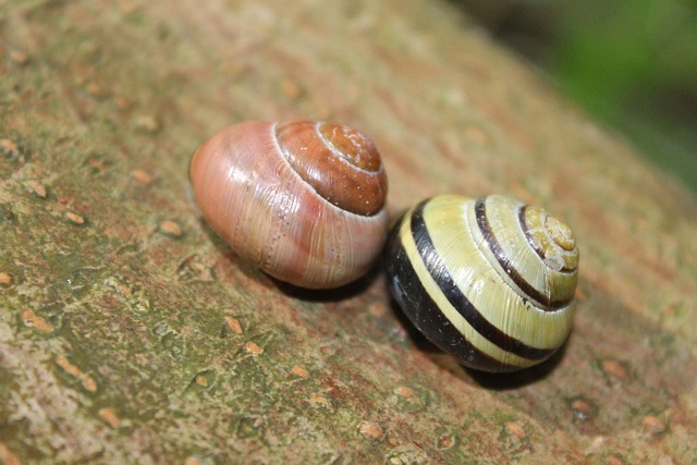 Free Twin Snail photo and picture