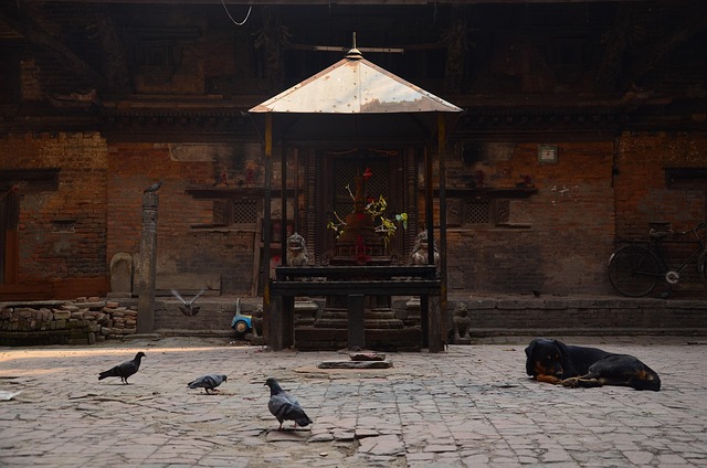 Têmpora, Kathmandu, Nepal, Cão, Pombo