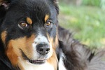 dog, face, australian shepard