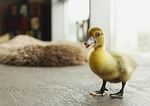 duckling, bird, birdie