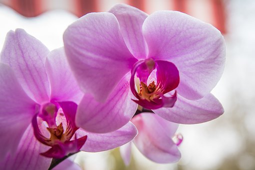 Blomst, Orkidé, Natur, Plante, Blomstre
