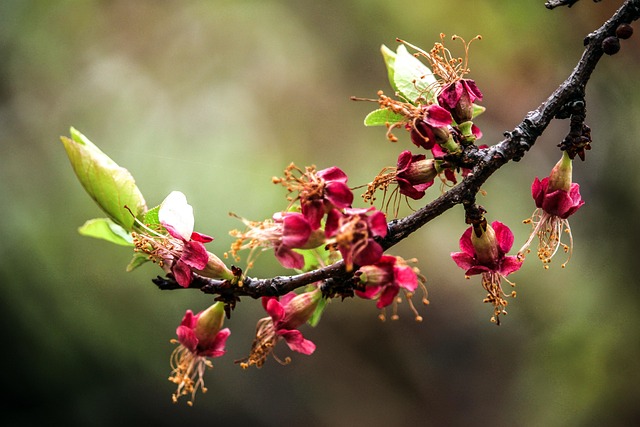 Free Floral Blossom photo and picture