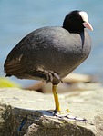 coot, crane bird, water bird