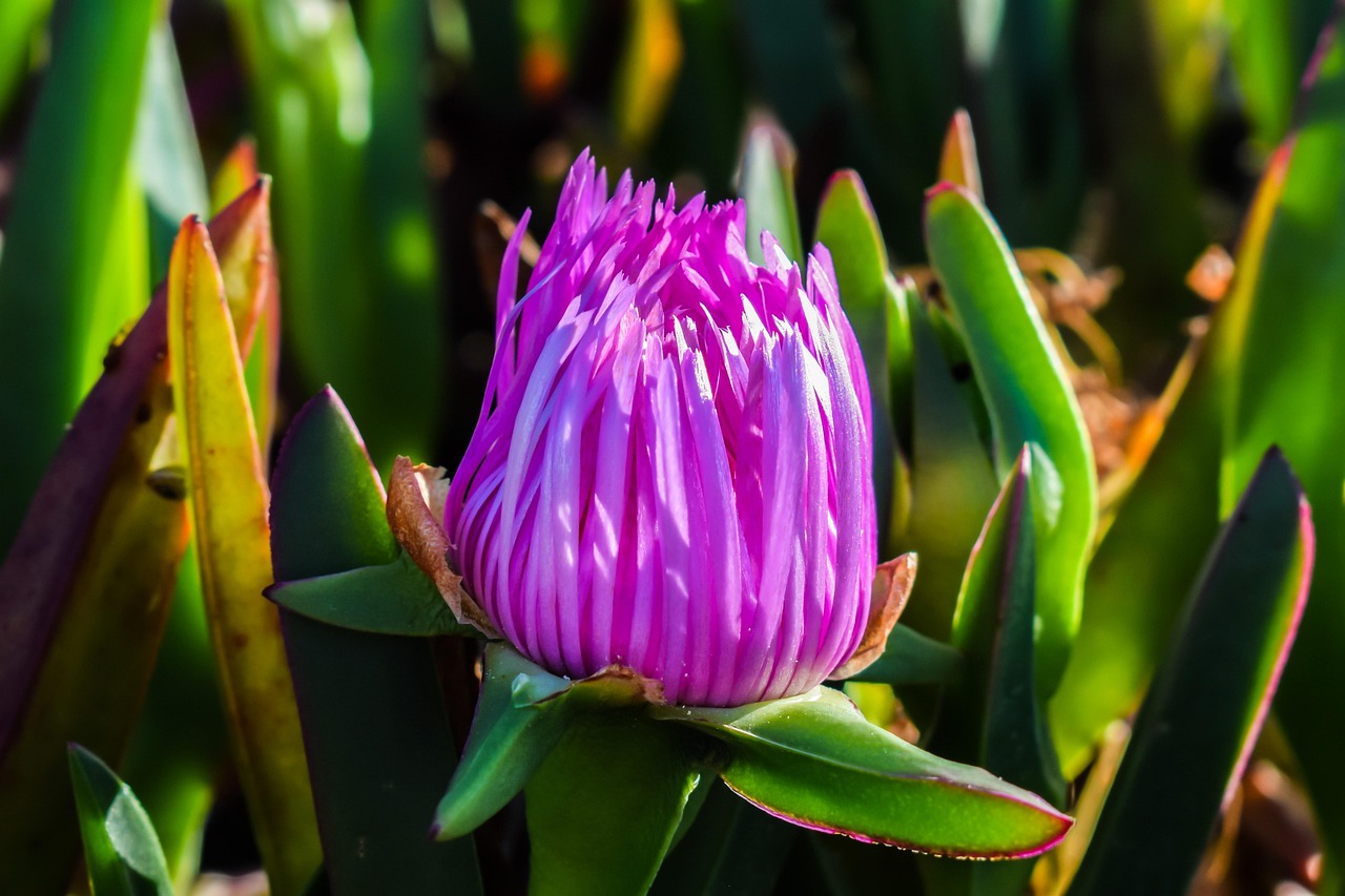 Bud Flower Ammophilous Free photo on Pixabay Pixabay